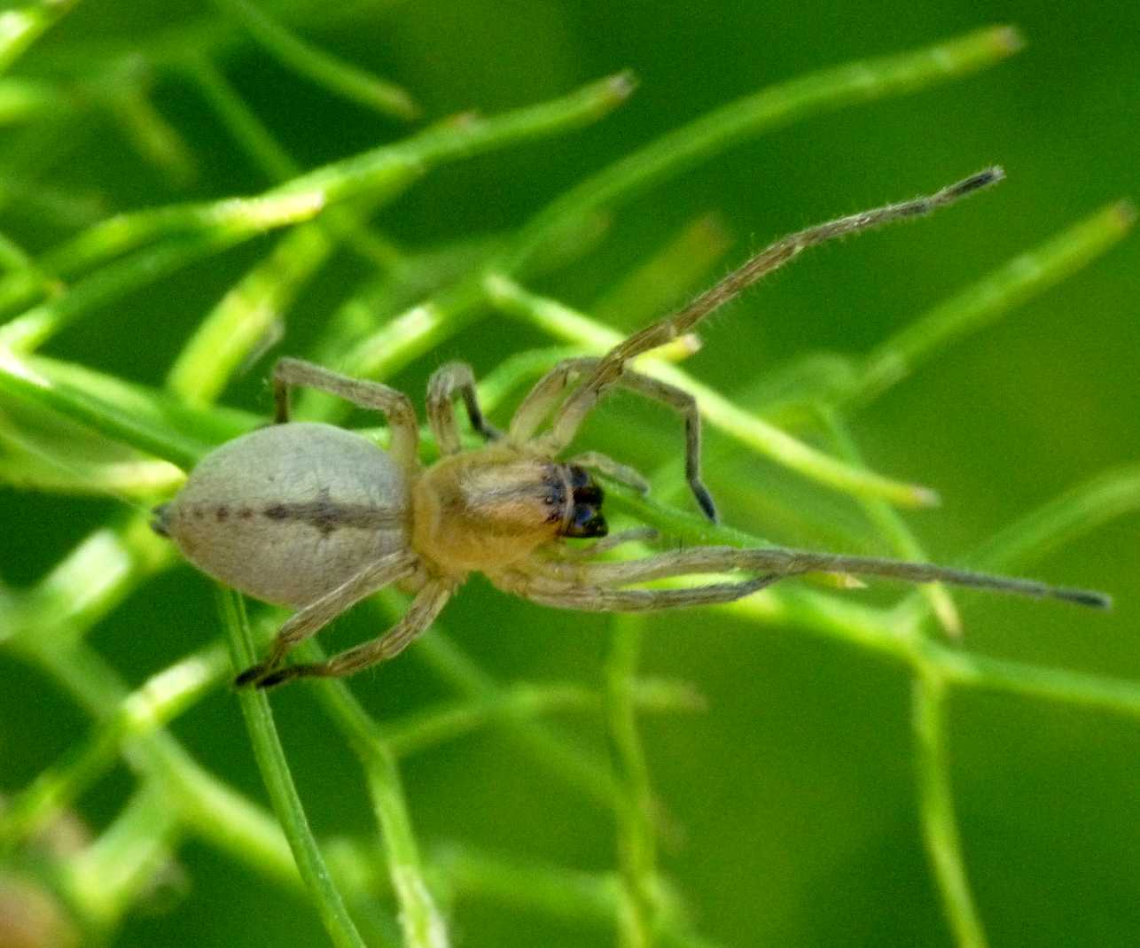 Piccoli Cheiracanthium: Ch. erraticum? - S. Teresa G. (OTR)